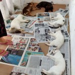 17434525_1296047497097818_7557733537437673468_o