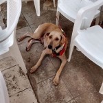 17635551_1296970093672225_5061159879516027288_o