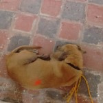 17760044_1297835850252316_7808611042498824352_n