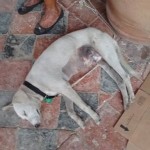 17760060_1297835833585651_7524170499525345811_n