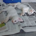 17814600_1297026130333288_6756330612363674215_o