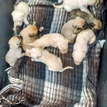 17883540_1310964915606076_1889152038301286322_n