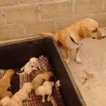 18010361_1310964862272748_1791716700864627275_n