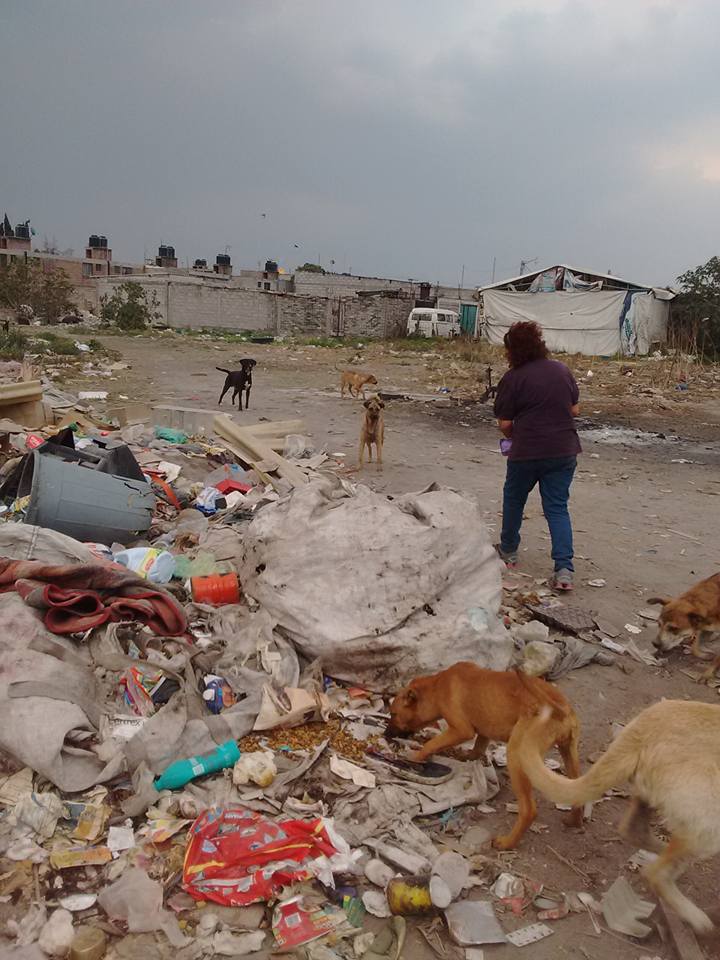 18194774_1327770853925482_6239434707674818153_n