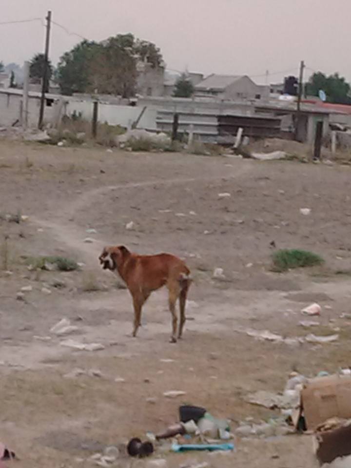 18275043_1327770883925479_2933703432088184641_n