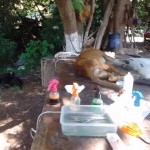 19366575_1378454802190420_5768374092048477361_n