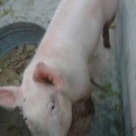 20246104_1410405612328672_4855257422312565194_n