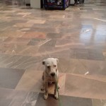 20799362_1429101817125718_4185313396965393967_n