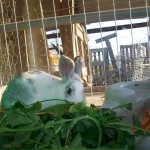 21231126_1447249445310955_1729148517788829977_n