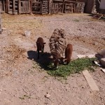 21369364_1447249078644325_6920756300136062361_n