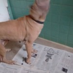 22519151_1484045431631356_4343246034339932773_n