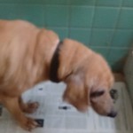 22519263_1484045398298026_2618716945586050534_n