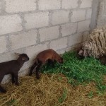 22728908_1490197051016194_8806562797331350940_n