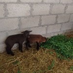 22728968_1490197211016178_3562284346152007254_n