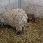 22730470_1490197144349518_5457595154223675375_n