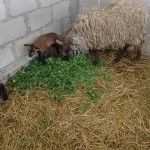 22814098_1490197091016190_2146123600125295795_n