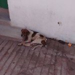 23130941_1496049610430938_5742572381189113885_n