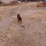 26907744_1574987422537156_8767811251759520676_n