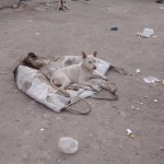 26994380_1575406919161873_2473686957619669368_n