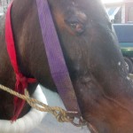 32470978_1682666588435905_2624688045395279872_n