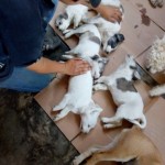 33087694_1687872127915351_7024678072150392832_n