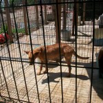 33467727_1691176580918239_2262412016448700416_n