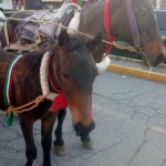 35076537_1709311102438120_3679785480787853312_n