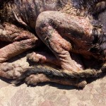 36342067_1735523163150247_581079847896350720_n