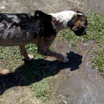 36452797_1735523413150222_6790825220371382272_n