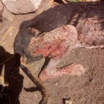 36476735_1735523293150234_4889304969204727808_n