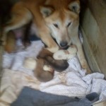 42812745_1866568660045696_5930755274863280128_n