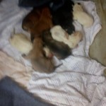 42883508_1866568770045685_3152890566635683840_n