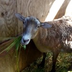 42899406_1866581220044440_6051365846389882880_n