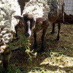 42950870_1866581130044449_1690890923212275712_n