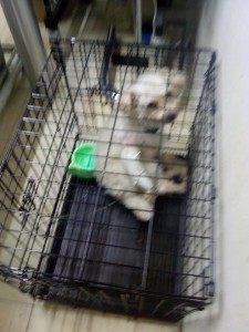 42967091_1869981426371086_2072822960183312384_n