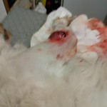 42985401_1868572709845291_1083520803108028416_n (1)