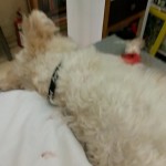 43045414_1868572916511937_2967746810111590400_n