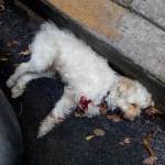 43083448_1868644393171456_4619458766771847168_n