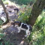 46162313_1927810603921501_4318207849369960448_n