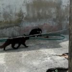 52611662_2066554083380485_7806273420357795840_n