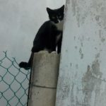 52877804_2066556016713625_4247002144915324928_n