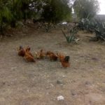 54520446_2111314912237735_6745527046409027584_n