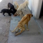 55557062_2121355754566984_7249384202662051840_n