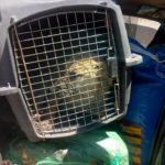 55837883_2121355954566964_3425755100285501440_n