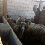 72263161_2457620624273827_661669398762749952_n